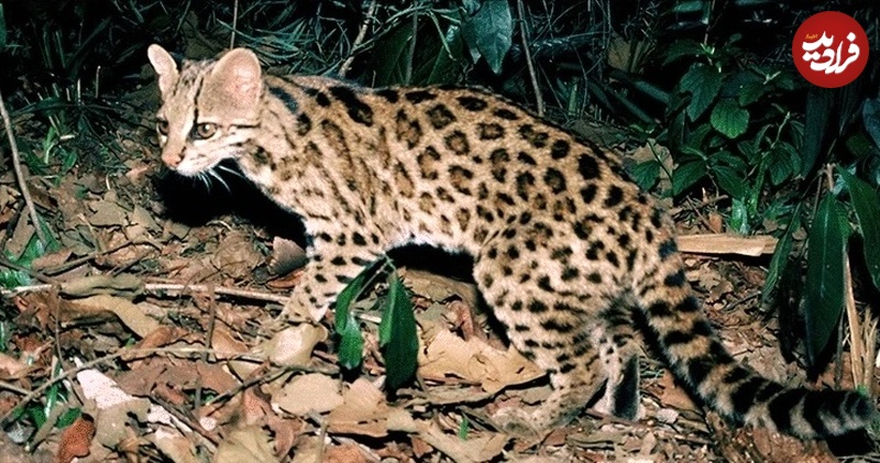 شناسایی گونه جدید و مرموز «گربه» در آمازون