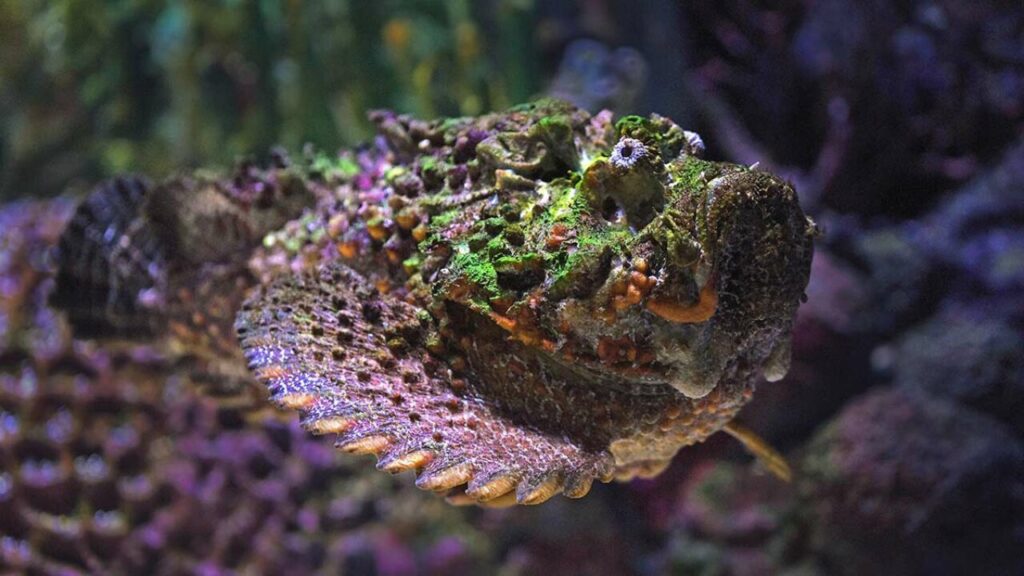 stonefish-swimming-feature-1280x720-1-1024x576