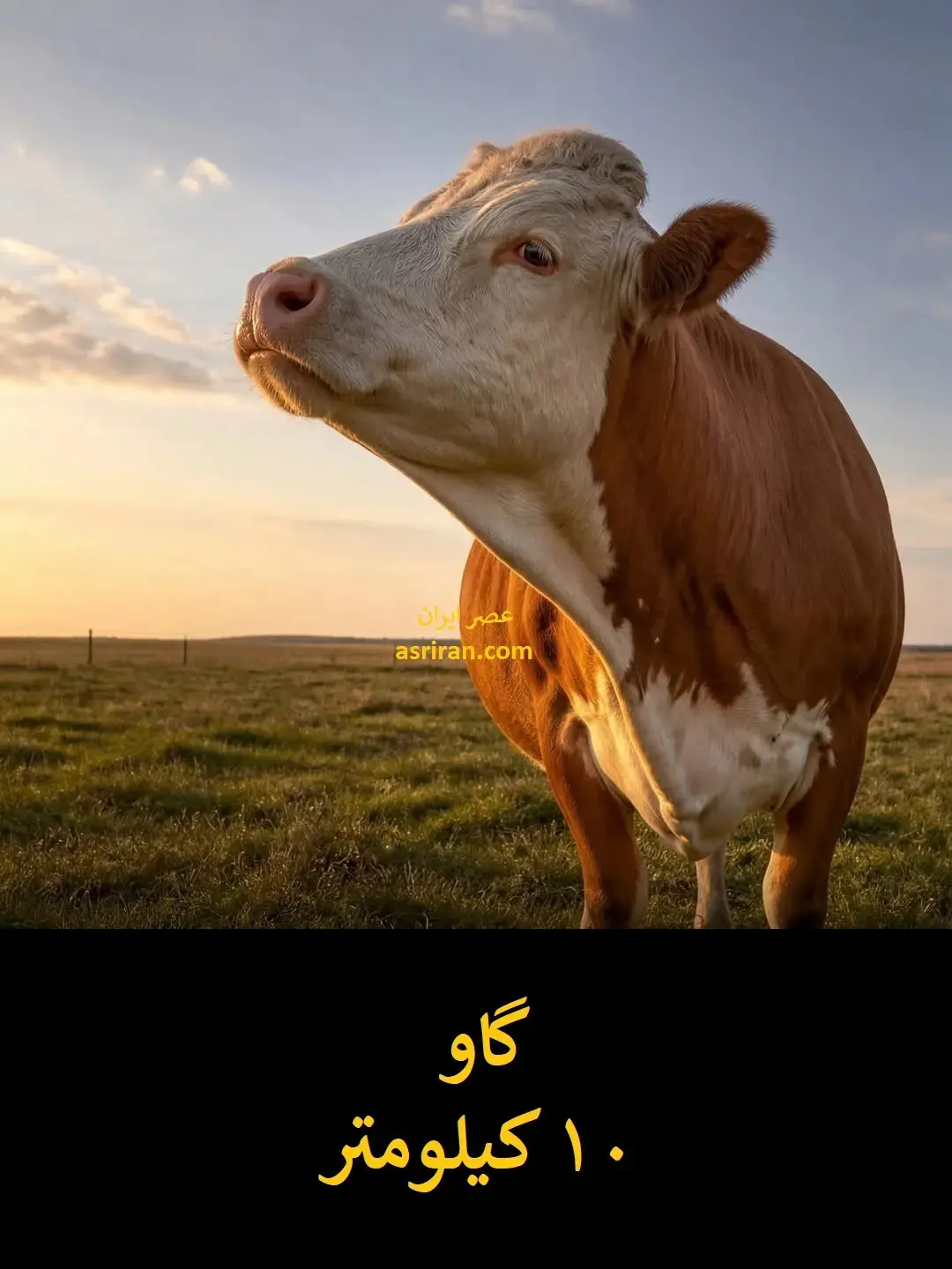15_11zon