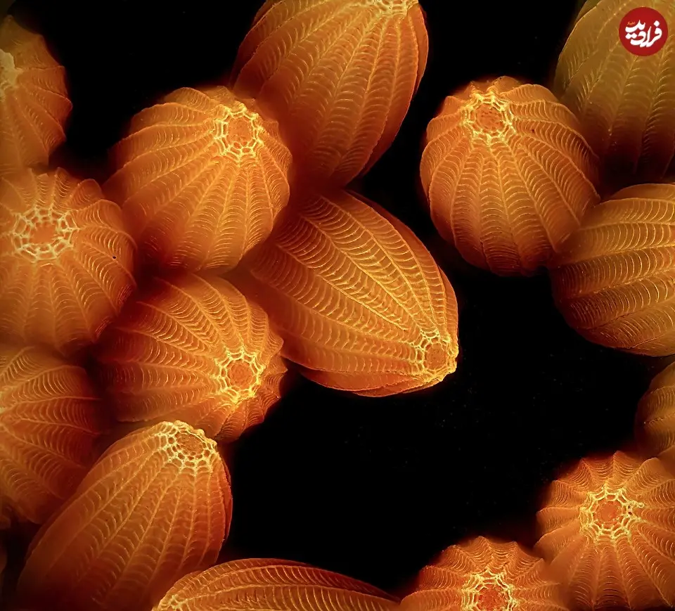 iod-2023_Dum_John-Oliver_e29394_f19398