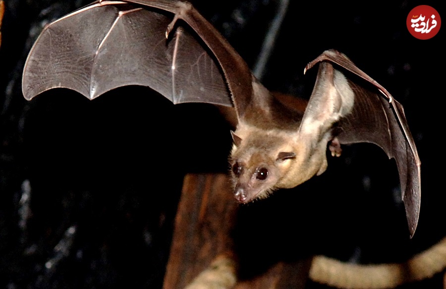 نتایج جالب رمزگشایی از «زبان خفاش‌ها»