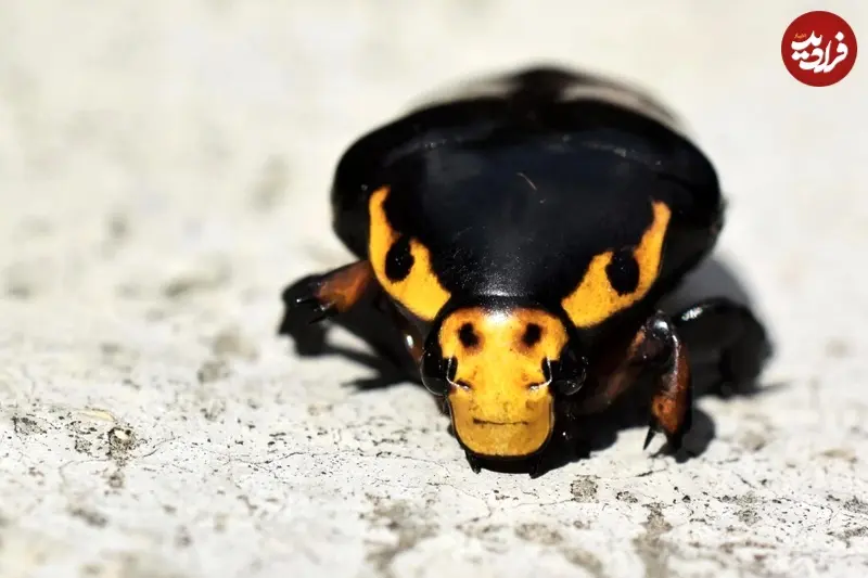 wild-life-photo-1-1536x1024