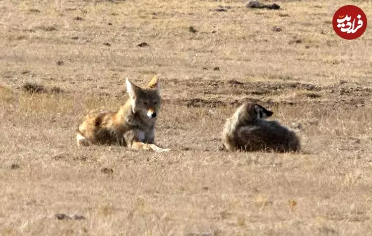 __opt__aboutcom__coeus__resources__content_migration__mnn__images__2016__11__coyote-and-badger-2-f209298d7a254e58b2ae08caf4c0f760_11zon