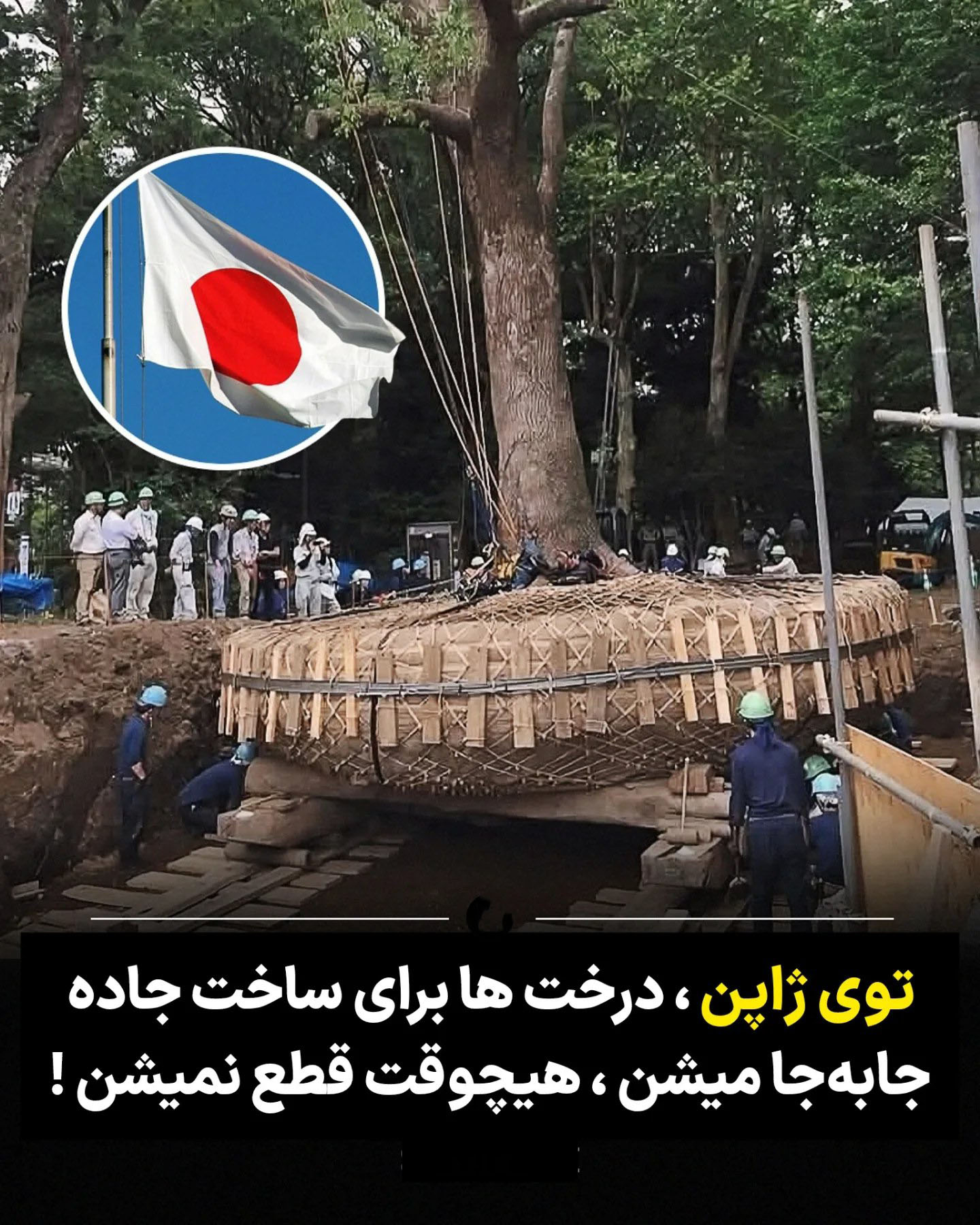 تصاویر؛ نگاهی به هنر جابهجایی درختان در ژاپن تصاویر؛ نگاهی به هنر جابهجایی درختان در ژاپن