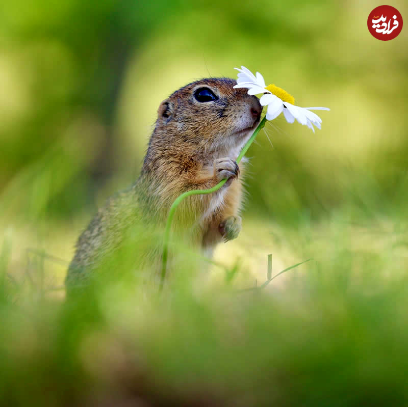 adorable-squirrels-with-flowers-julian-rad-13