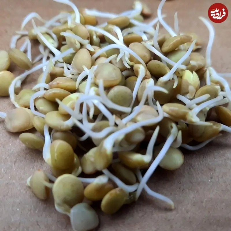 جوانه عدس