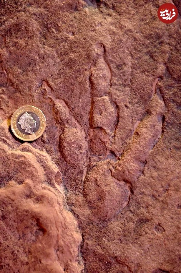 کشف فسیل ۲۲۰ میلیون‌ساله توسط دختر ۴ ساله!