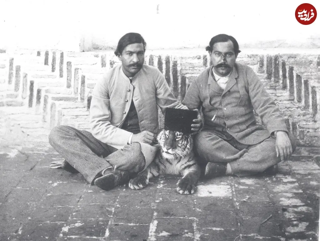 ببر