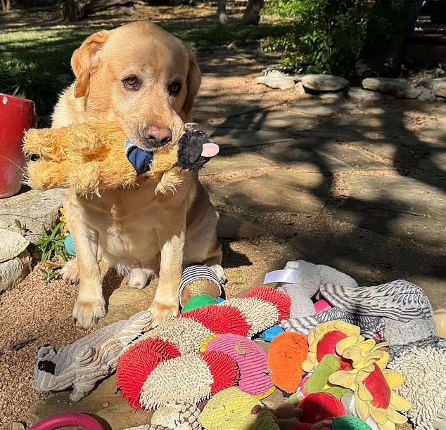 78921229-12859881-You_might_think_that_the_owners_of_gifted_dogs_might_have_a_prof-a-189_1702485496884
