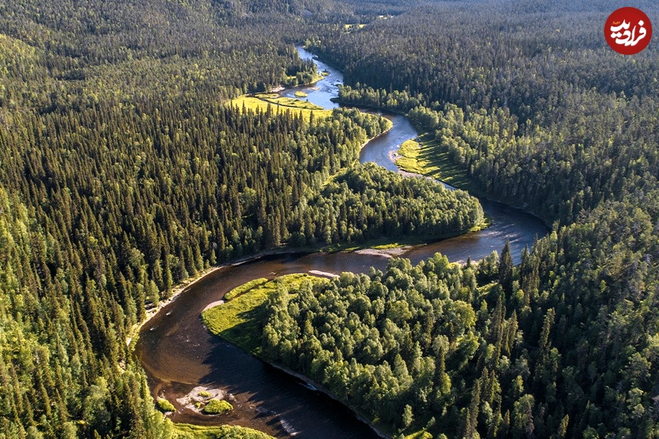 taiga