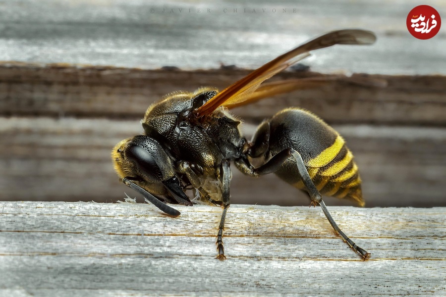 honey wasp
