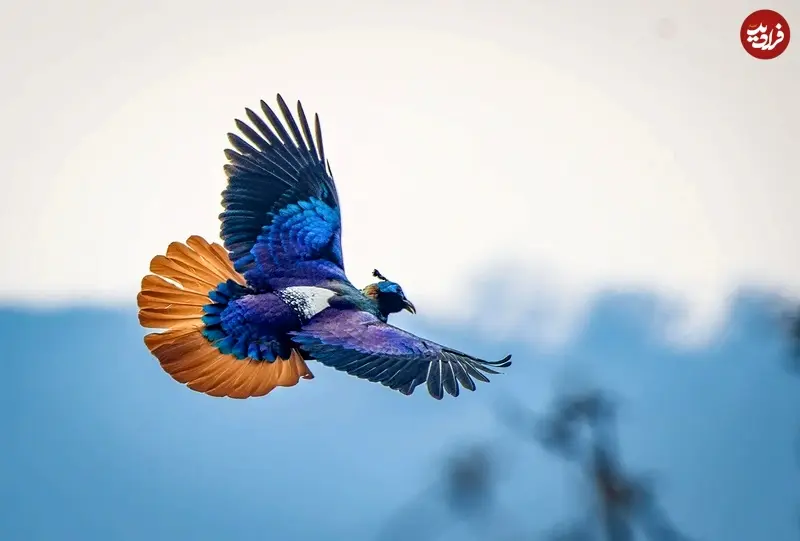 کاکل پری هیمالیایی