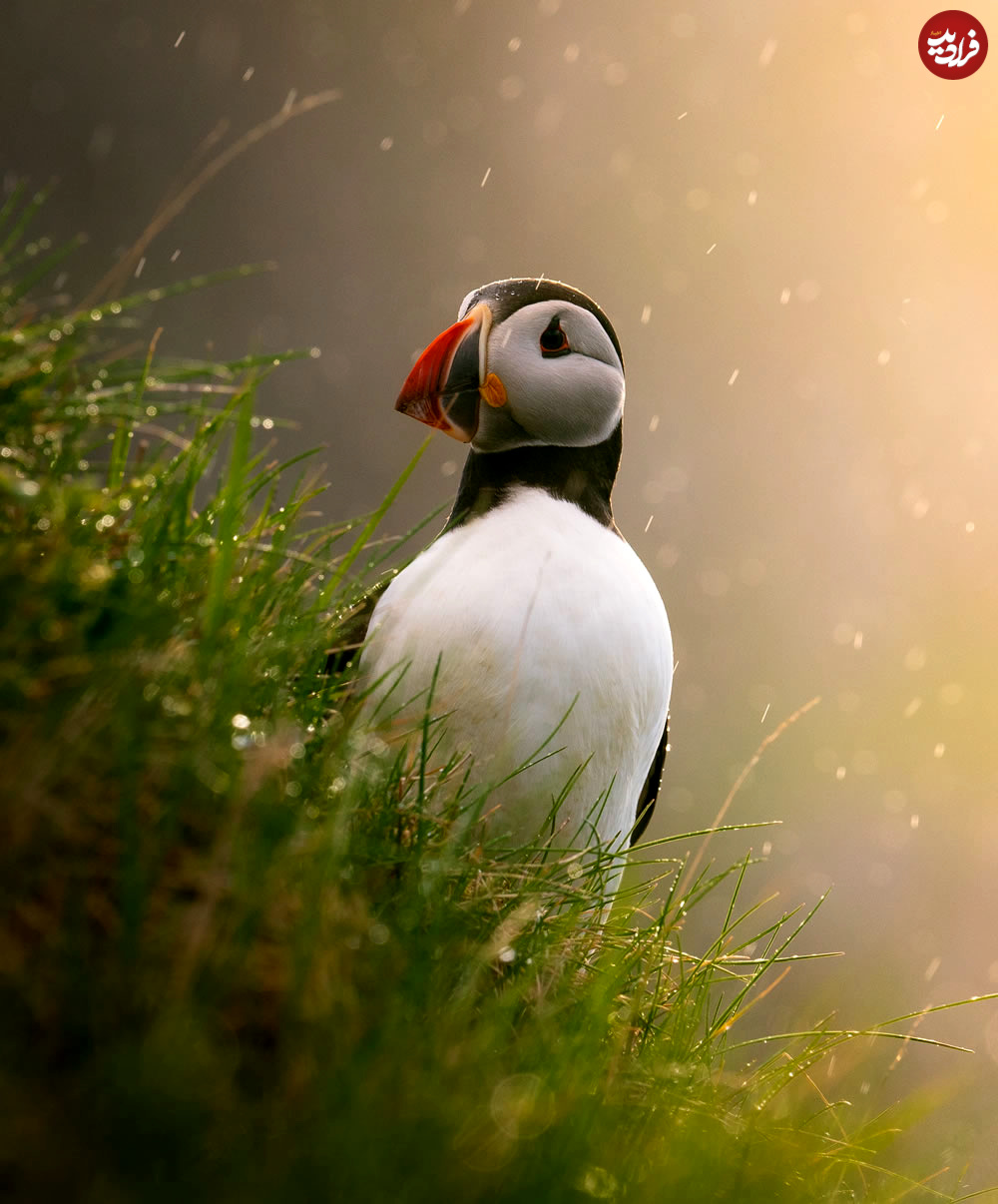 sony-world-photography-awards-nature-wildlife-14