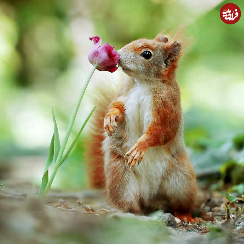adorable-squirrels-with-flowers-julian-rad-20
