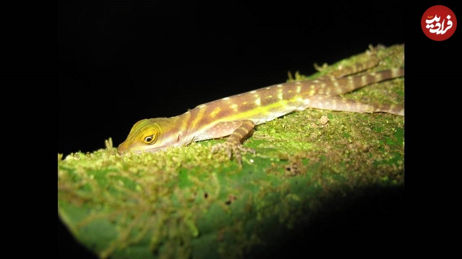 Anolis riparius_Mason-J-Rya_fitted