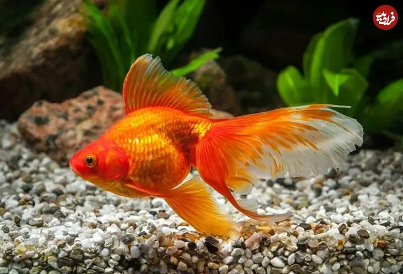 Screenshot 2026-03-14 084030