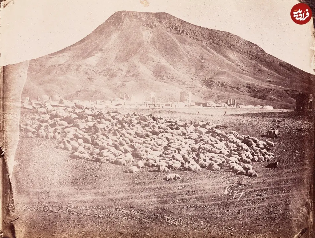 علی آباد گوسفند
