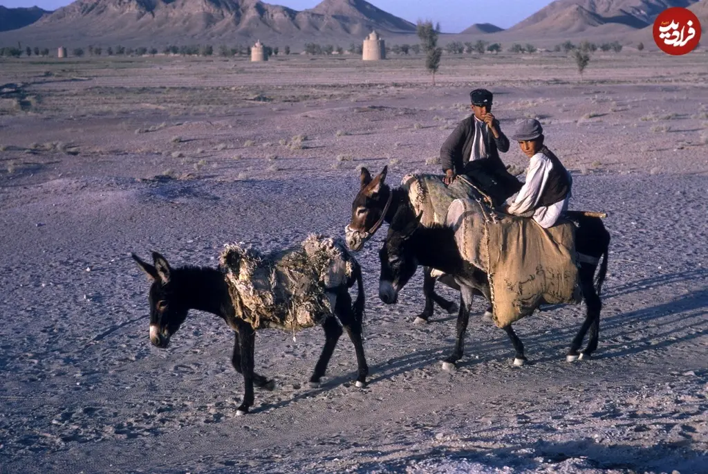 پسرا خرسوار