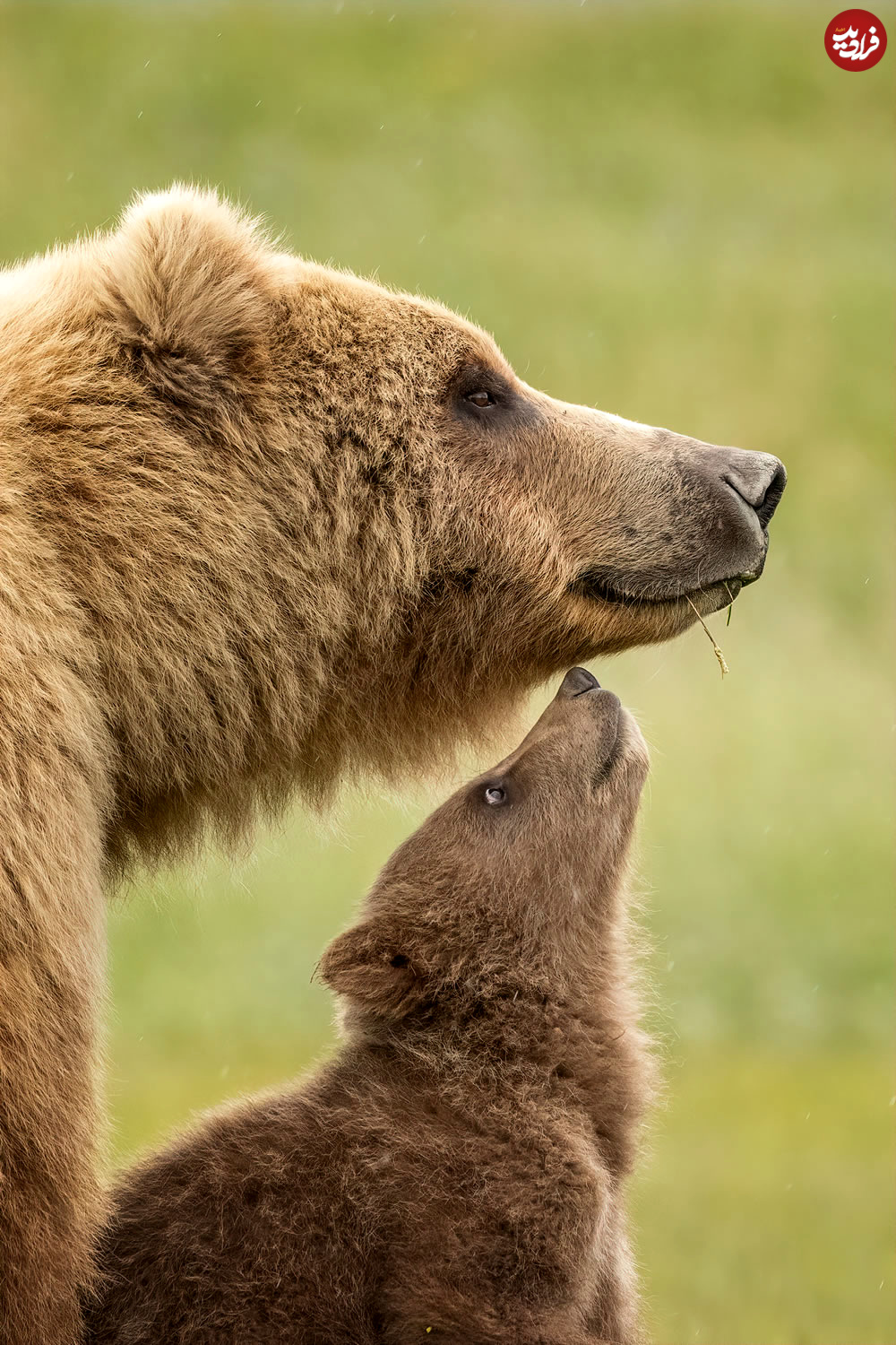 nature-best-photography-wildlife-awards-09