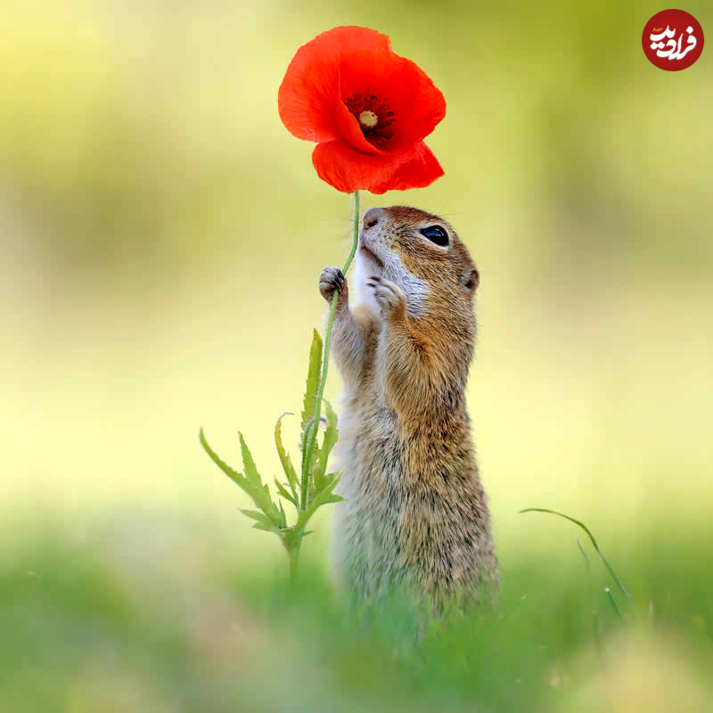 adorable-squirrels-with-flowers-julian-rad-19