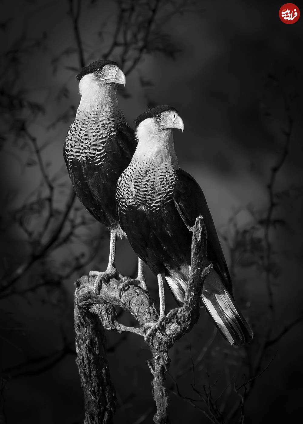 sony-world-photography-awards-nature-wildlife-01