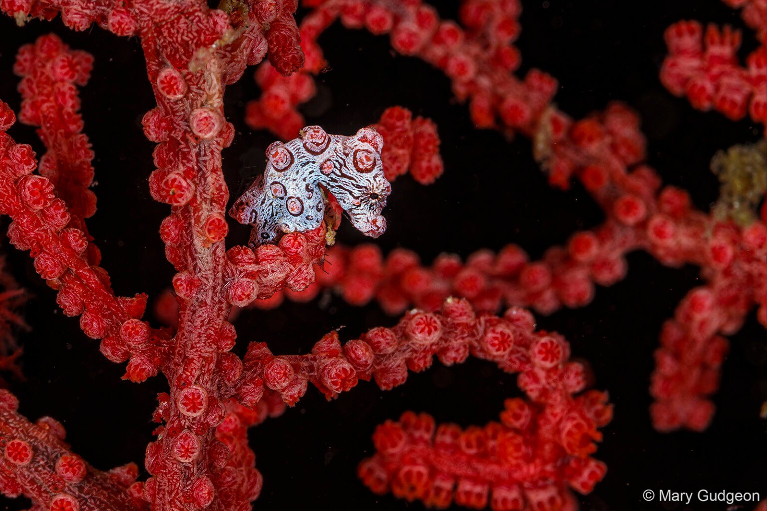 26