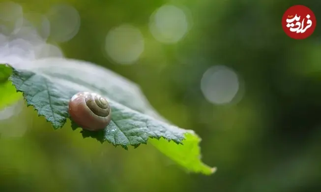 __opt__aboutcom__coeus__resources__content_migration__mnn__images__2016__03__SnailCurledIntoItShellOnLeaf-cf2d147e39484f548e0a54b16ad41665_11zon