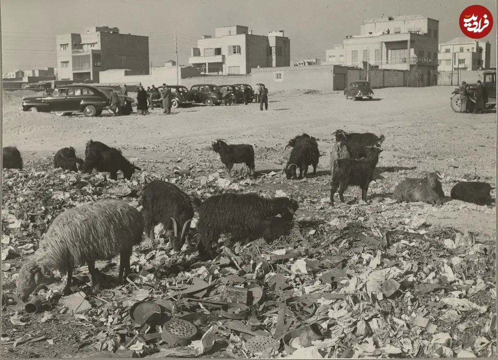 بز شمیران