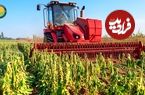 ببینید؛ فرآیند دیدنی برداشت هزاران تن کنجد و تولید ارده و روغن کنجد در آفریقای جنوبی
