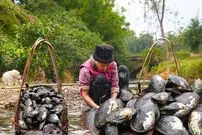 ببینید| غذای روستایی در چین؛ برداشت صدف آب شیرین و پخت غذا با آن