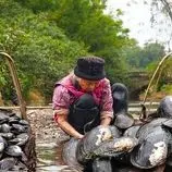 ببینید| غذای روستایی در چین؛ برداشت صدف آب شیرین و پخت غذا با آن