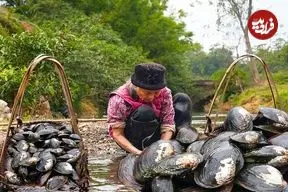 ببینید| غذای روستایی در چین؛ برداشت صدف آب شیرین و پخت غذا با آن