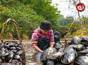 ببینید| غذای روستایی در چین؛ برداشت صدف آب شیرین و پخت غذا با آن