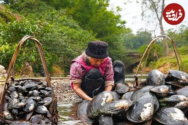 ببینید| غذای روستایی در چین؛ برداشت صدف آب شیرین و پخت غذا با آن