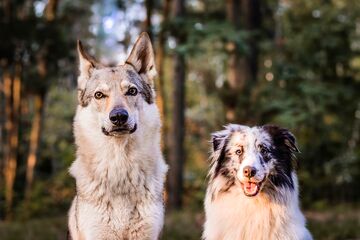 (عکس) نتیجه یک تحقیق جالب؛ آیا سگ‌ها از گرگ‌ها باهوش‌تر هستند؟