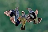 تصاویر؛ بامزه‌ترین عکس‌ها از حیوانات در مسابقه «عکاسی طنز حیات وحش»