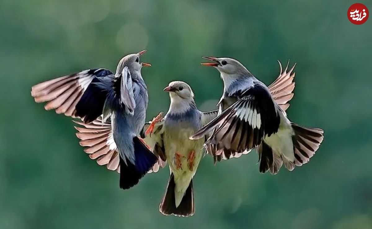تصاویر؛ بامزهترین عکسها از حیوانات در مسابقه «عکاسی طنز حیات وحش»