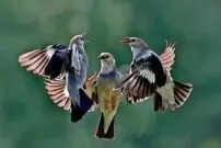 تصاویر؛ بامزه‌ترین عکس‌ها از حیوانات در مسابقه «عکاسی طنز حیات وحش»