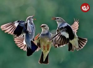 تصاویر؛ بامزه‌ترین عکس‌ها از حیوانات در مسابقه «عکاسی طنز حیات وحش»