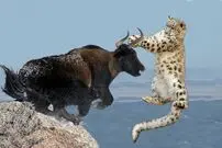 (ویدئو) پلنگ برفی اندازه واقعی غژگاو را دید و شکار یادش رفت!