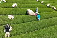 (ویدئو) مراحل کاشت و برداشت چای سبز در مزارع ژاپن