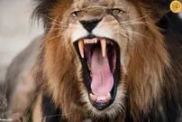 (ویدئو) صدای انسان ترسناک‌تر از غرش شیر!