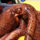 ببینید| غذای خیابانی در کره؛ برش زدن ماهرانه اختاپوس و تهیه ساشیمی با آن در پوهانگ