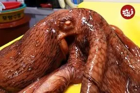 ببینید| غذای خیابانی در کره؛ برش زدن ماهرانه اختاپوس و تهیه ساشیمی با آن در پوهانگ