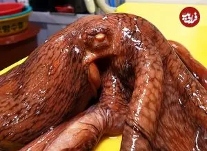 ببینید| غذای خیابانی در کره؛ برش زدن ماهرانه اختاپوس و تهیه ساشیمی با آن در پوهانگ