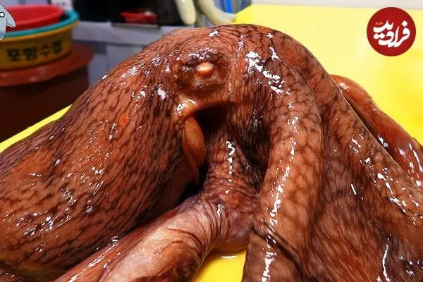 ببینید| غذای خیابانی در کره؛ برش زدن ماهرانه اختاپوس و تهیه ساشیمی با آن در پوهانگ