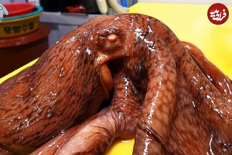 ببینید| غذای خیابانی در کره؛ برش زدن ماهرانه اختاپوس و تهیه ساشیمی با آن در پوهانگ