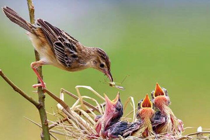 (ویدیو) محافظت دیدنی پرنده مادر از جوجه‌اش