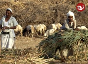 (عکس) دامداران شهر «مکّه»؛ 50 سال قبل