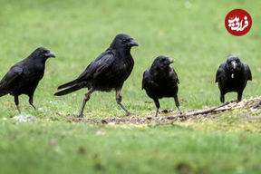 کلاغ‌ها غیبت می‌کنند و اطلاعات حیاتی را در گروه‌های خود منتقل می‌کنند!
